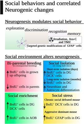 In the pursuit of new social neurons. Neurogenesis and social behavior in mice: A systematic review